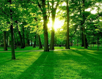 солнце сквозь деревья в лесу