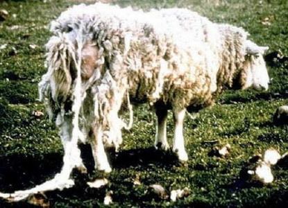 паршивая овца фото